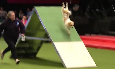 Hyper Jack Russell