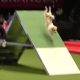 Hyper Jack Russell