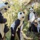 Panda Costumes