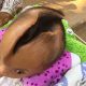 Head crack