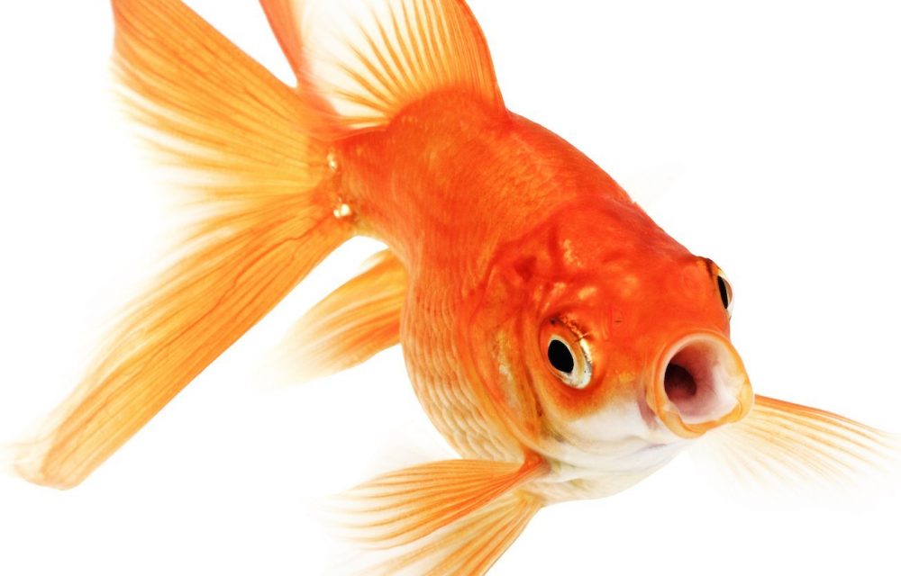 sad-shocked-betrayed-goldfish