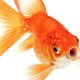 sad-shocked-betrayed-goldfish