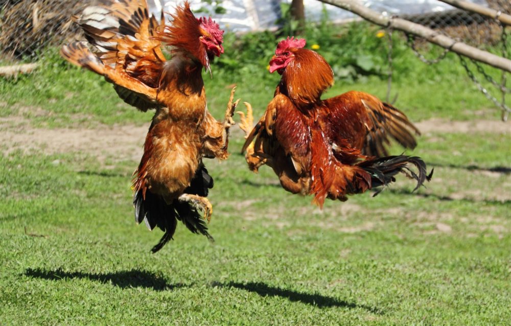 Cockfighting