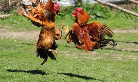 Cockfighting
