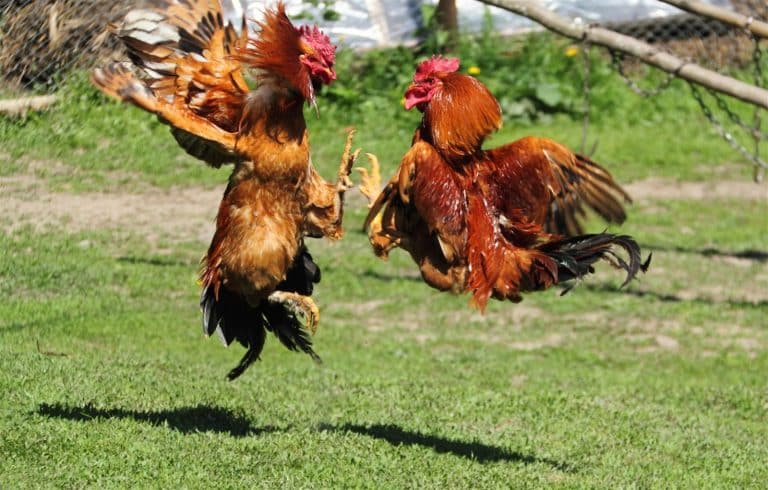 Cockfighting
