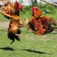Cockfighting