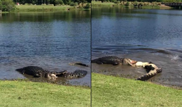 Watch This Alligator Try To Eat Another Alligator In The Middle Of A Golf Course