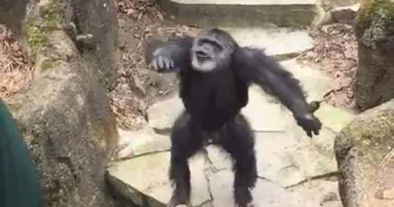Here’s Why You Should Never Get Too Close To A Chimpanzee Enclosure