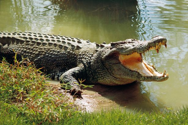 Crocodile