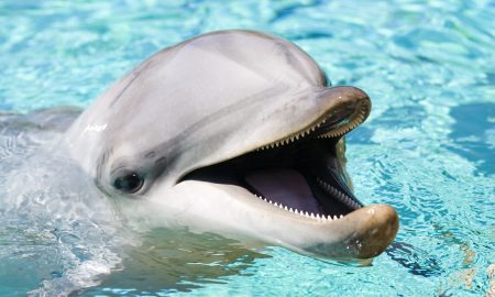 Dolphin