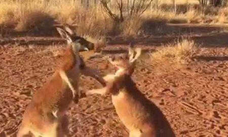Kickboxing Kangaroo Buddies