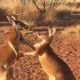 Kickboxing Kangaroo Buddies