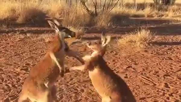 Kickboxing Kangaroo Buddies