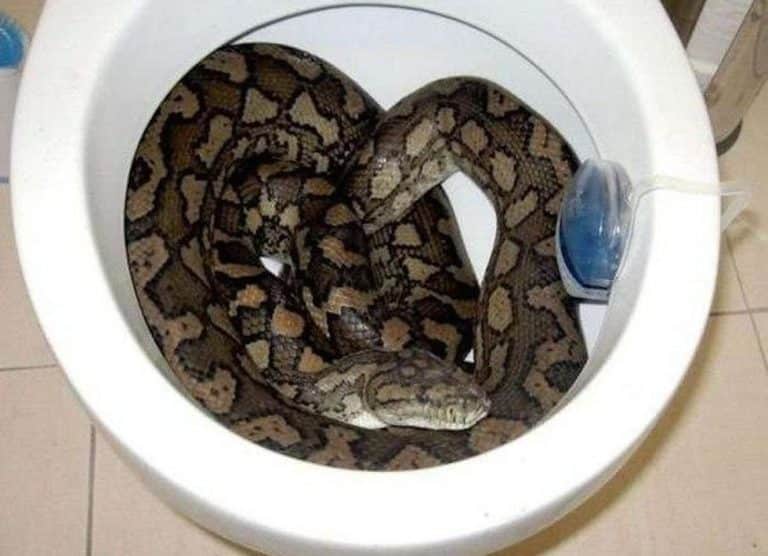 Man’s Penis Gets Ripped To Shreds By Python In His Toilet (NSFL)