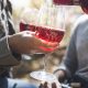 Cropped close up of couple pouring rose wine in forest