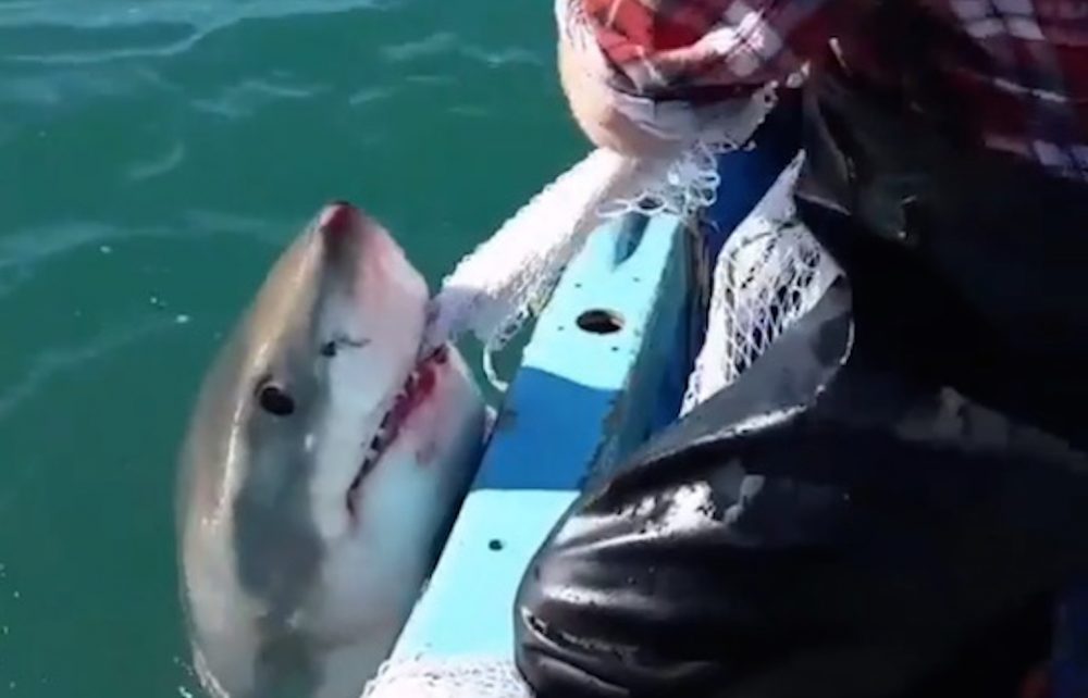 Shark Tug Of War