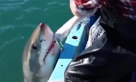 Shark Tug Of War