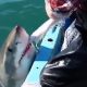 Shark Tug Of War