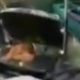 Turd Toastie Maker