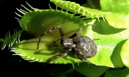 Venus Fly Trap