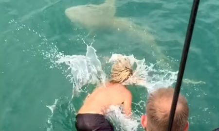 Wrestle Shark