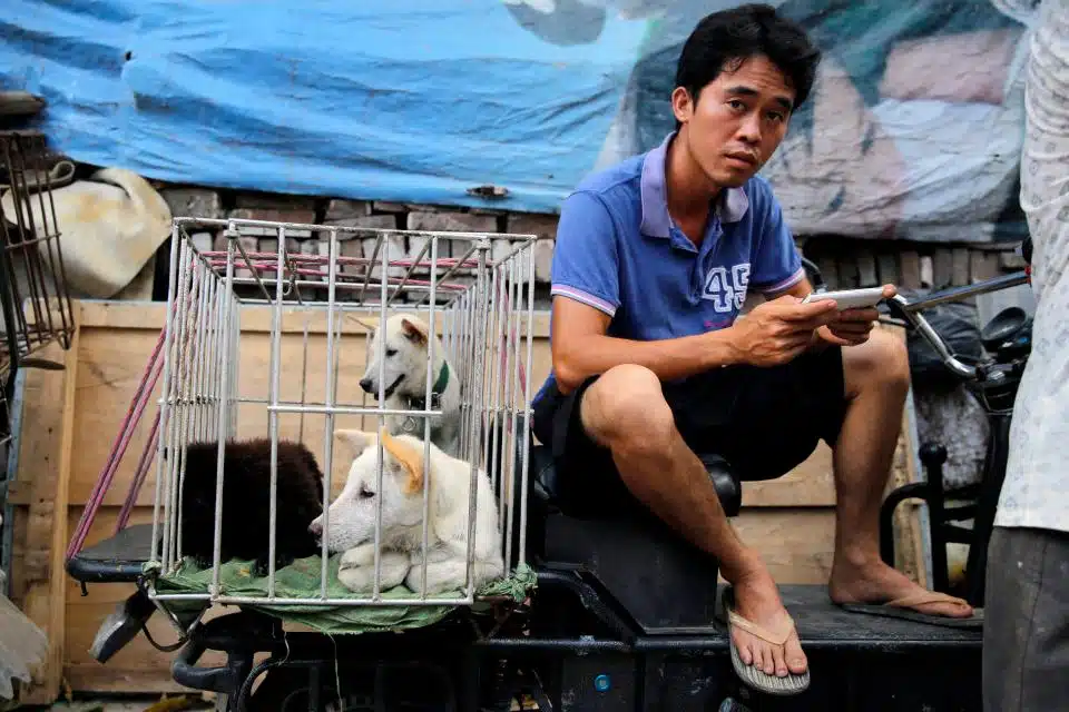 Yulin festival