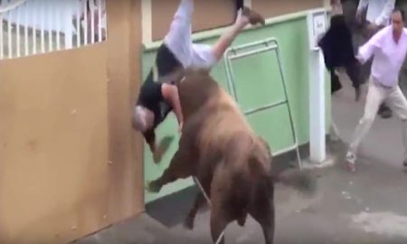Bull iPad
