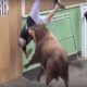 Bull iPad