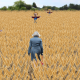 Come WHeat May