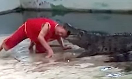 Crocodile Head Mouth
