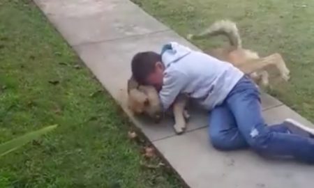 Dog boy reunited emotional