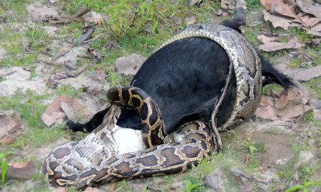 Goat python