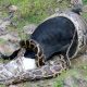 Goat python