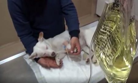 Dog Dies After Being Violated With 12-Inch Carrot