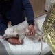 Dog Dies After Being Violated With 12-Inch Carrot