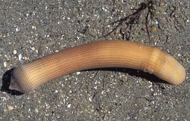 Peanut Worm