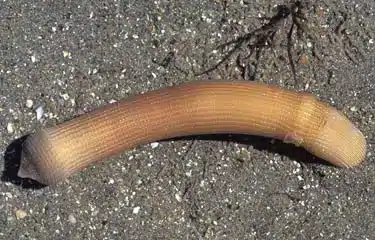 Peanut Worm