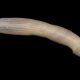 Peanut Worm