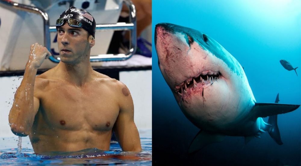 Phelps Great White Shark