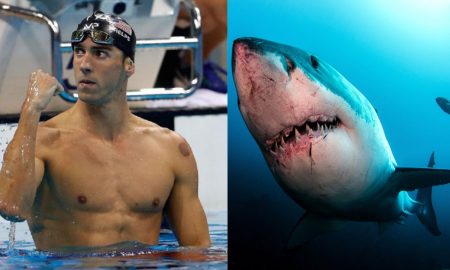 Phelps Great White Shark