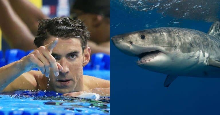 Michael Phelps Vs. A Great White Shark Has The Most Dramatic Trailer Of All Time