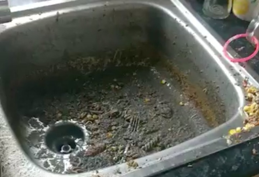 Poo in sink