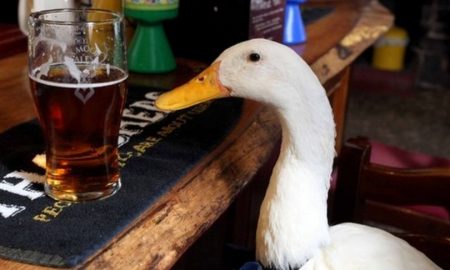 Star the duck