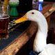 Star the duck