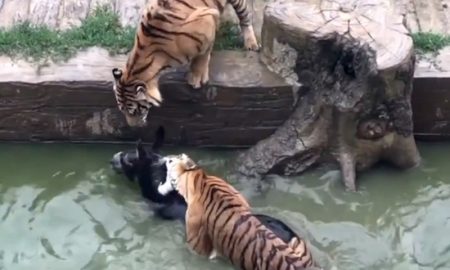 Tigers Devour Donkey
