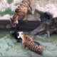 Tigers Devour Donkey