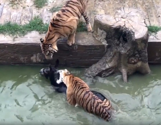 Tigers Devour Donkey