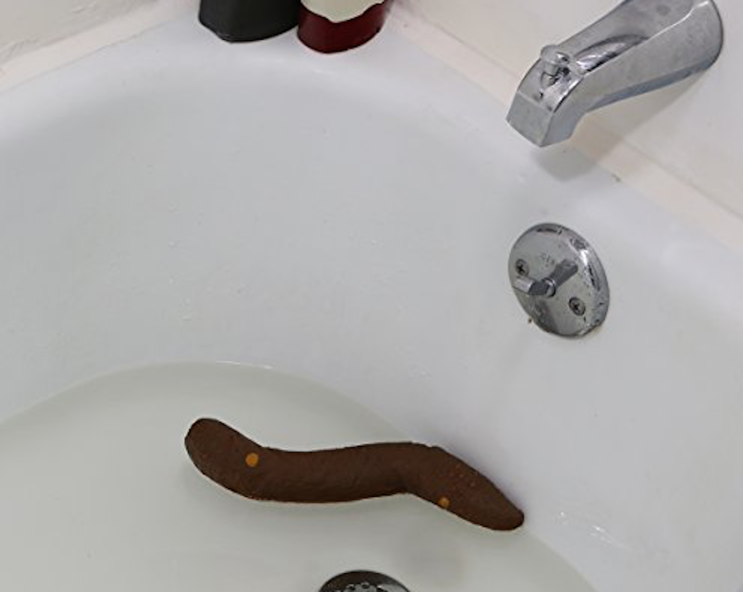 Turd In Sink