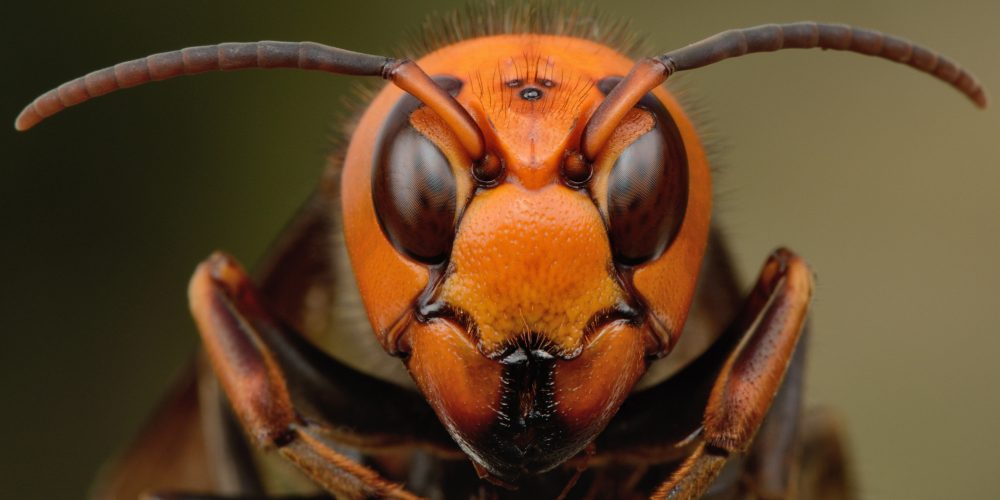 Japanese giant hornet