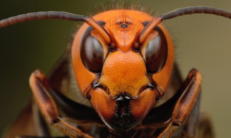 Japanese giant hornet
